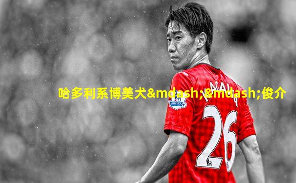 哈多利系博美犬——俊介